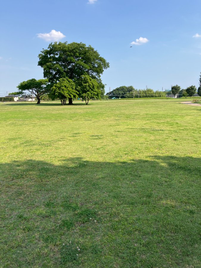 ヴェロニカの咲く星で