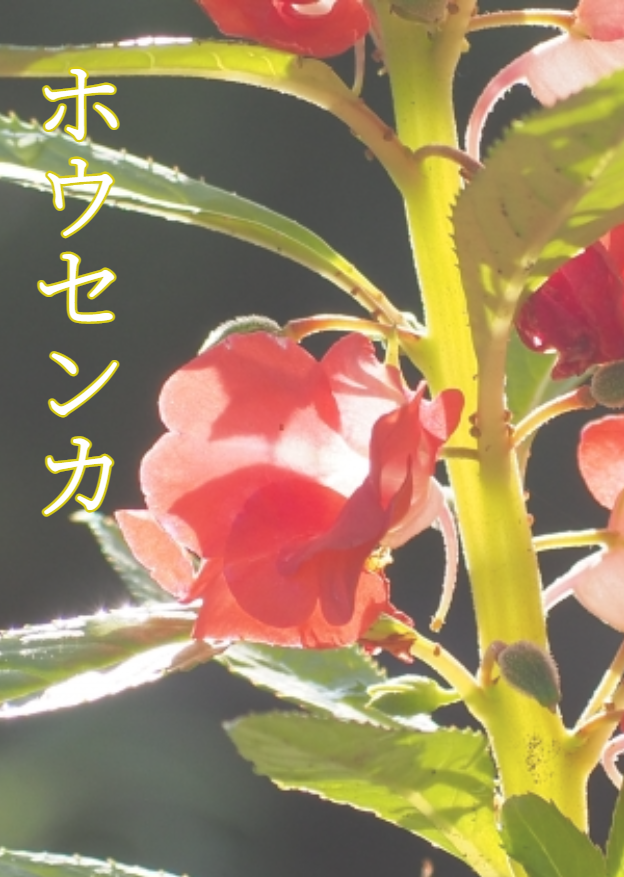 ホウセンカ【完】