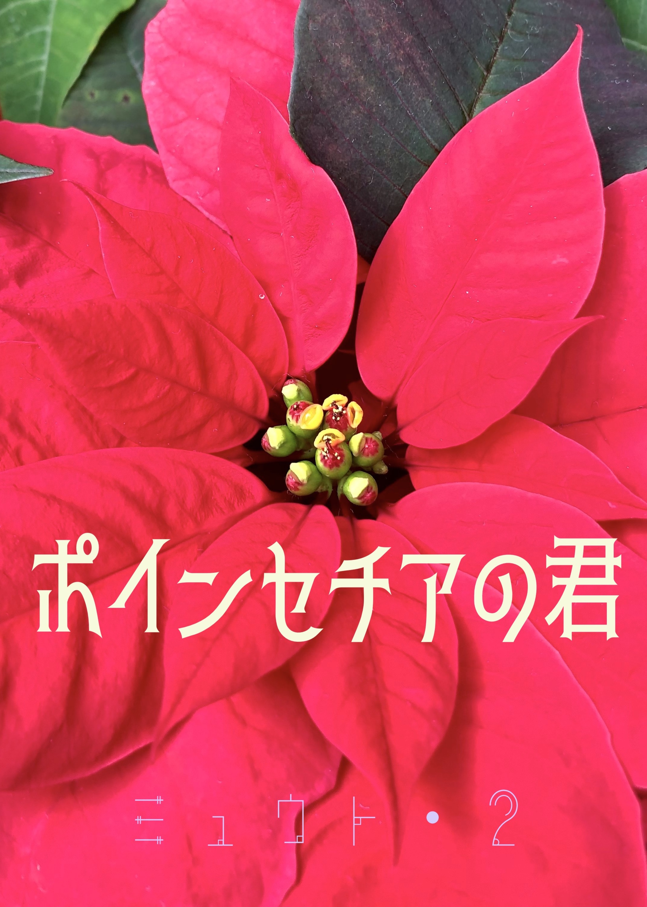 ポインセチアの君