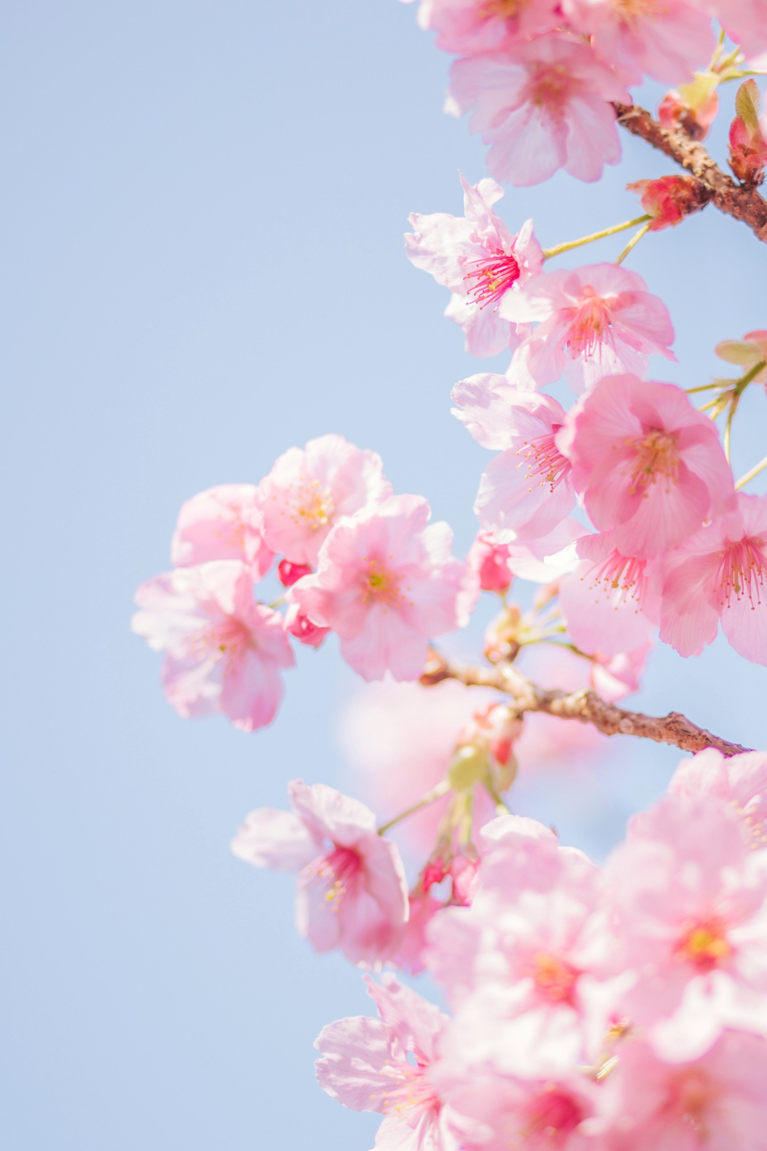 花吹雪のスクリーン