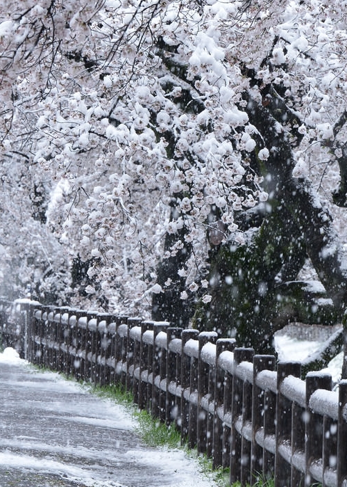 浅春斑雪（はるあさくゆきははだれ）