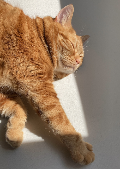 いんもらるぴぃすぅ〜