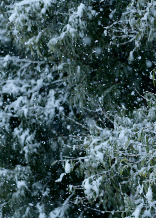 ラミアプリンセスは配信者