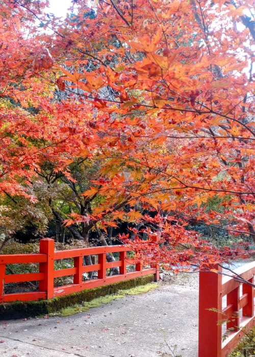 鬼の押しかけ婚
